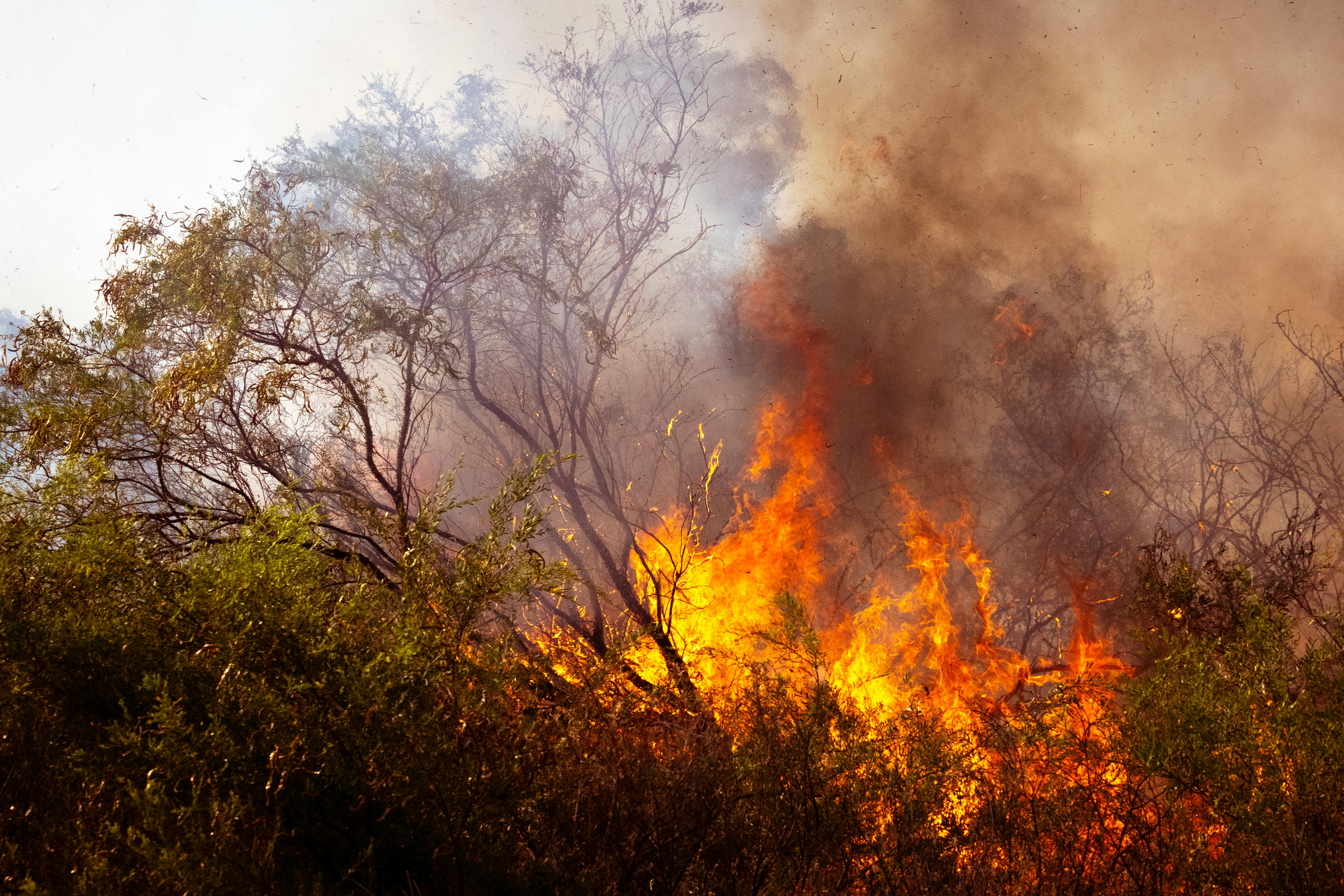 Wildfire Dashboard